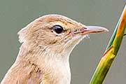 Australian Reed-Warbler (Acrocephalus australis)